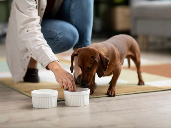 Is Fresh Food Better for Your Dog? The Benefits of Fresh Food for Your Dog: A Tasmanian Dog Food Co. Guide