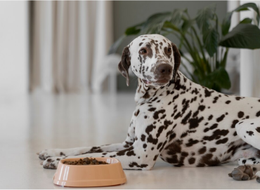 Why Choose Free-Range Tasmanian Meat for Your Dog's Diet?