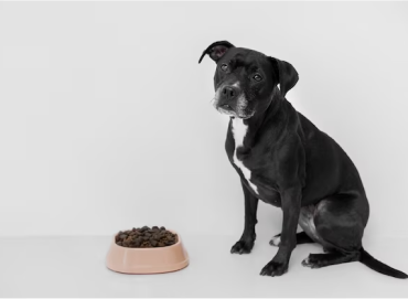 A Guide to Transitioning Your Dog to a Fresh Food Diete Here