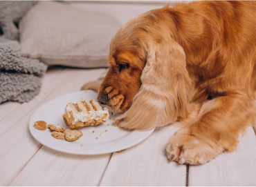Is Fresh Food Better for Your Dog? The Role of Diet in Managing Common Canine Health Issues